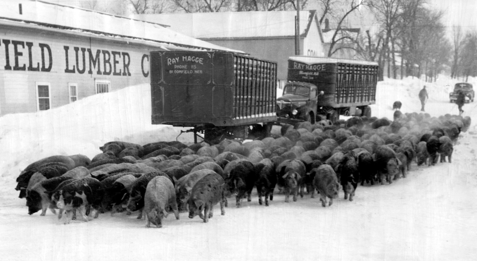 William Lamprecht, a farmer near Bloomfield, drove this herd of hogs 3 1/2 miles to market. He said there was no way to get feed out to them and no way to truck them to town. Published Feb. 6, 1949.